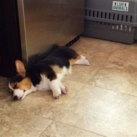 Pembroke welsh corgi puppies avaliable now. Corgi puppy Gatsby taking a nap Z | Corgi, Corgi puppy ...
