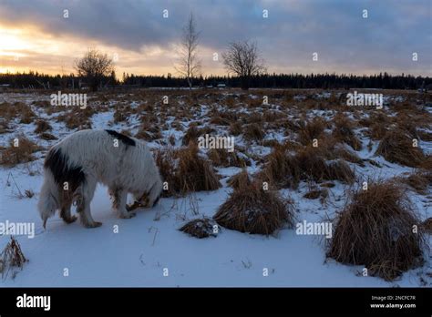 An Old White Dog Of The Yakut Laika Breed Sniffs In The Grass In A