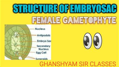 A normal embryo sac and embryo progression are prerequisite to get satisfactory yield  21 . #Embryo Sac - The Plant Reproductive Structure /#Embryo ...