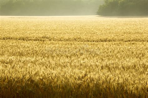 Misty Sunrise Over Golden Wheat Field In Central Kansas Stock Image
