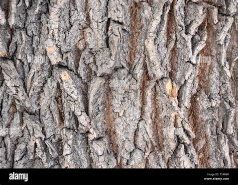 The Bark Of An Old Tree Larch Bark Detailed Bark Texture Stock Photo