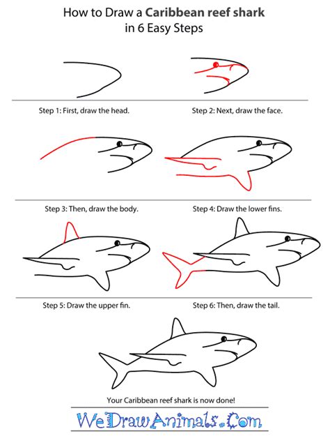 Easy drawings for kids shark. How to Draw a Caribbean Reef Shark