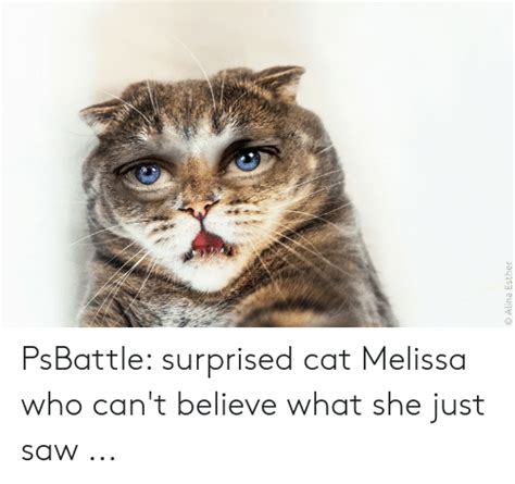 Cat Gasp Surprised Cat Meme