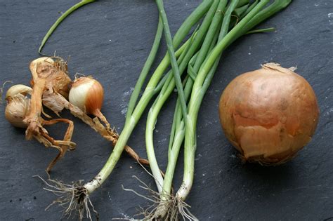 Growing Shallots Onions And Spring Onions Suburban Tomato