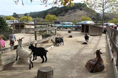 With more than 5,000 animals in our care representing 450 species, the toronto zoo is committed to fighting extinction and connecting people to wildlife. Avila Valley Barn - Fresh Fruit, Fresh Vegetables, Sweets ...
