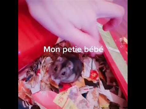 What is tiktok's hamster cult and what does it have to do with lana del rey? #hamster les meilleurs Tik Tok de France - YouTube