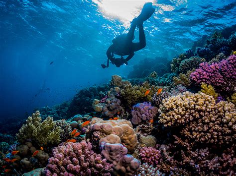 10 Reasons To Ensure Red Sea Diving In Egypt Makes Your