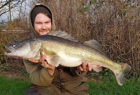 Do You Need a Wire Trace for Zander? – Strike and Catch