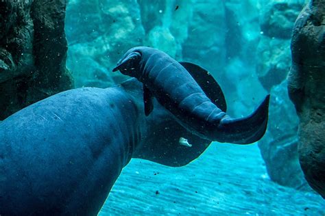 Aime les mots, les rues de paris et le solarpunk. Il lamantino neonato: le prime foto dell'Acquario di Genova - Corriere.it