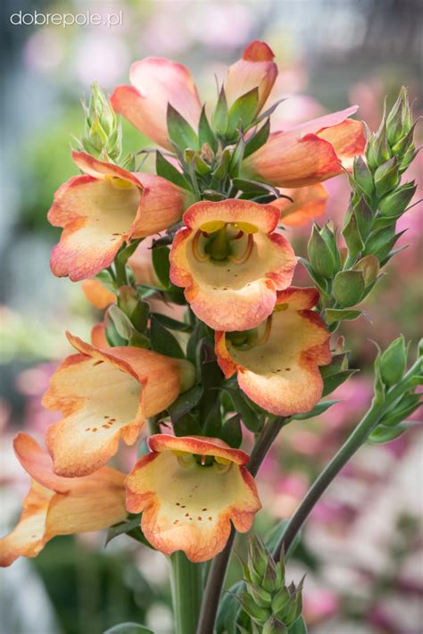 Send me an email when this item is back in stock. Szkółka Bylin Dobrepole - Digitalis "Illumination Apricot ...