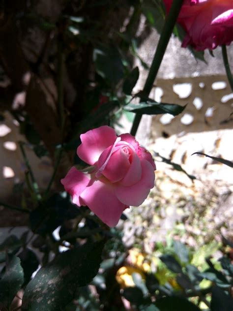 The saddest flower,,flower of srebrenica,,,bosnia and herzegovina,,, daha fazla bilgi. #Rose #Pink #PinkRose #HomeGarden #Garden | Rose, Pink ...