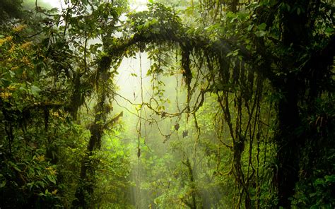 Reserva Biológica Bosque Nuboso Monteverde Monteverde Cloud Forest