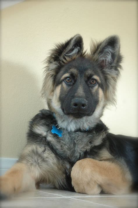It is thought that the breed was created to the extent is today by crossing the mastiffs of south germany with the great danes of north germany. German Shepherd Puppies In Denver Co