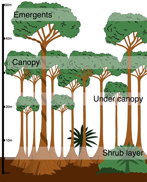 Tropical Rainforest Trees Drawing