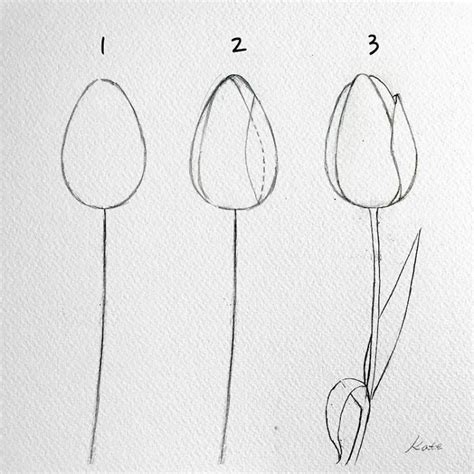 7 Como Dibujar Tulipanes Paso A Paso Tulipan Bonito Dibujado En Tres