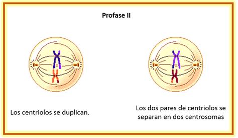 La Biología El Mundo A Su Máxima Expresión Meiosis