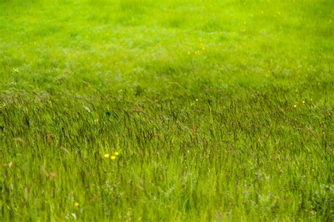 Green Meadow Free Stock Photo Public Domain Pictures