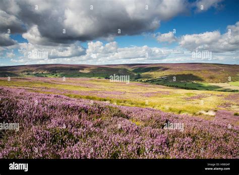 August Heather In Westerdale North York Moors National Park Stock
