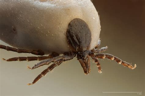 Two Ticks Found Test Positive For Lyme Disease In Sudbury Elliot Lake