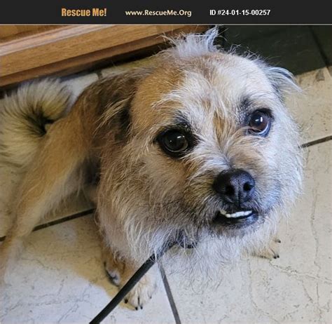 Adopt 24011500257 ~ Border Terrier Rescue ~ Gilbert Az