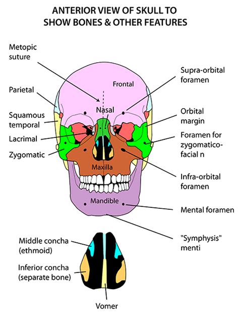 Instant Anatomy Head And Neck Areasorgans Skull Anterior View