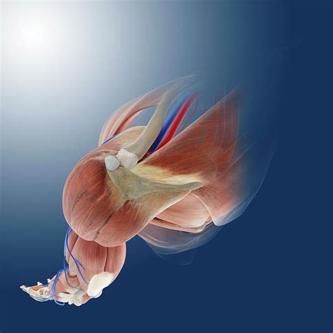 Arm Anatomy Photograph By Springer Medizinscience Photo Library