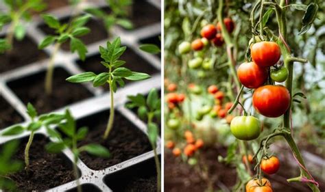 How To Grow Tomatoes Your Complete Guide Garden İdeas