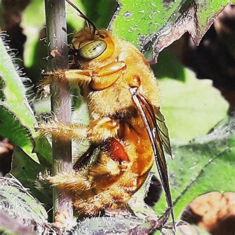 Meliponário Da Paz Xylocopa Varipuncta Abelha Solitária Carpinteira