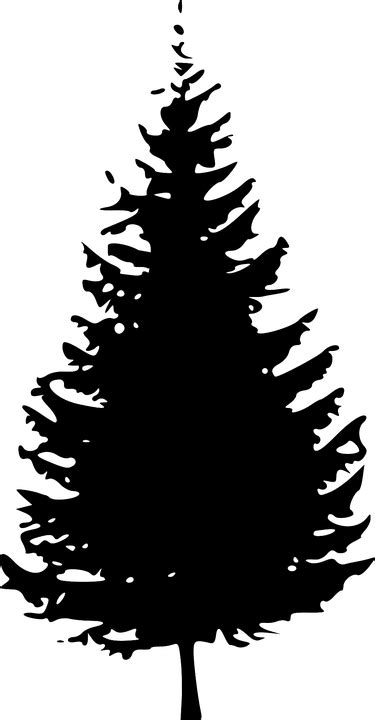Pine tree clipart black and white. Free vector graphic: Silhouette, Christmas Tree, Pine ...