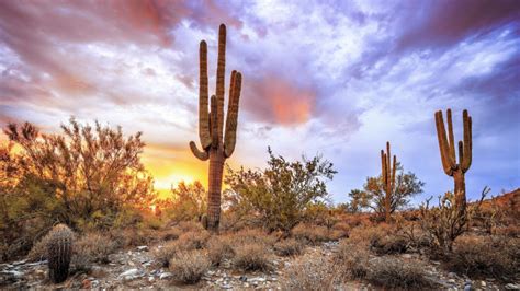Cactus Desert Wallpaper 1920x1080 56532 - Baltana