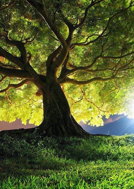 If You Thought Trees Were Boring These 10 Will Prove You