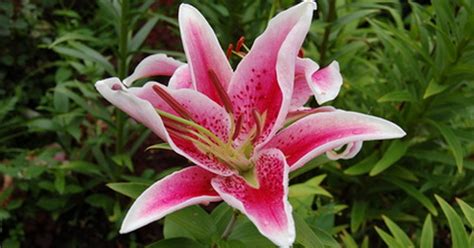 Gently place a seedling in each hole and push the soil around the rootball. How Far Apart Do You Plant Oriental Lilies? | eHow UK