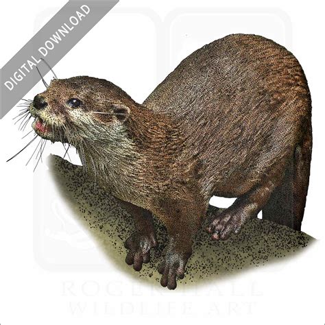 Hairy Nosed Otter Signed Fine Art Print Inkart