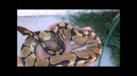Axanthic mj, ball python, spider. Medium Male Enchi Ball Python - YouTube