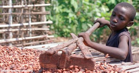 Cocoas Child Laborers Organic Consumers