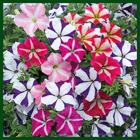 Petunia Tritunia Star Mix F1 Hybrid 500 Seeds Aga Flower Thailand