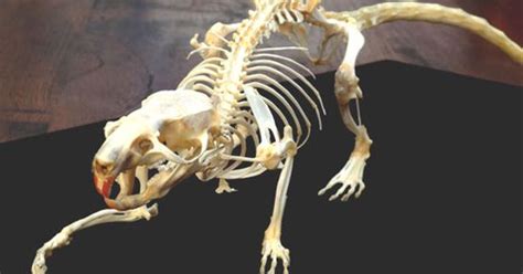 Rat skeleton | The hip bone's connected to... | Pinterest | Skeletons
