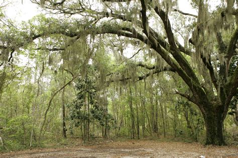 Free Picture Spanish Moss Drips Large Tree Maritime Forest