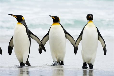 Merry National Penguin Awareness Day! | FuzFeed