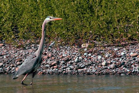 They may move slowly, but great blue herons can strike like lightning to grab a fish or snap up a gopher. Bird Watching in Southern Alberta - Riverbend Campground, Okotoks, Alberta
