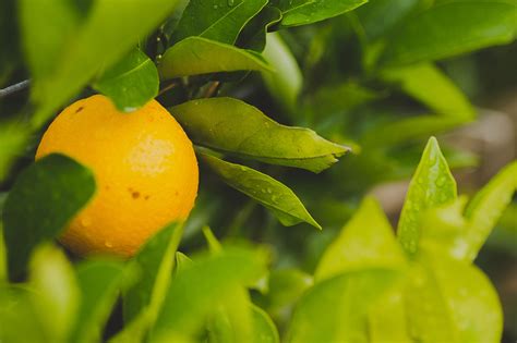 How To Grow Citrus Plant Zone Direct