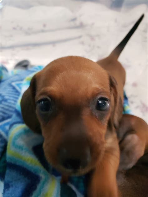 Navigate to the first search result item. Dachshund Puppies For Sale | Tallahassee metropolitan area ...