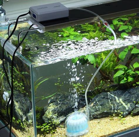 Inilah aquarium mini unik berbentuk rumah untuk ikan hias , harganya murah meriah gak bikin. Terbaru Cara Membuat Aquarium Unik, Paling Baru!