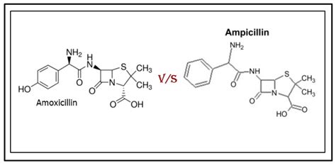 Differences And Similarities Between Amoxicillin And Ampicillin Anzen Exports