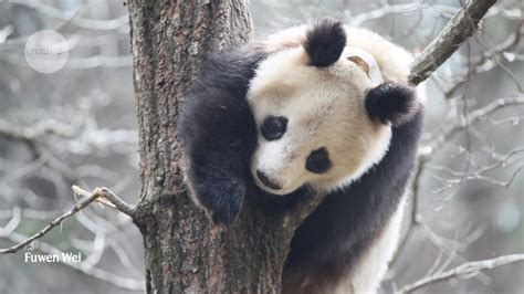 Why Pandas Like To Roll In Piles Of Poo Science Metro