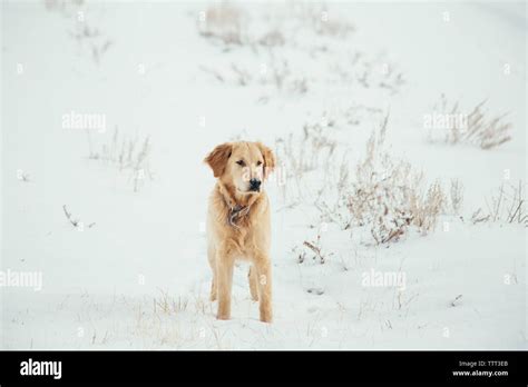 Golden Retriever Puppy Standing In Snowy Field Looking Out Stock Photo