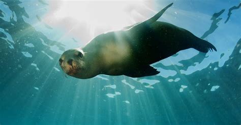 The Worlds Most Incredible Aquatic Mammals