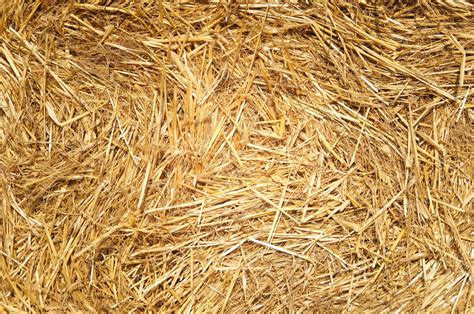 Free Picture Wheat Hay Dried Grass Grass Summer