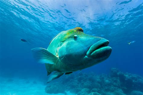 Great Barrier Reef Animals Meet The Great Eight Tourism Australia