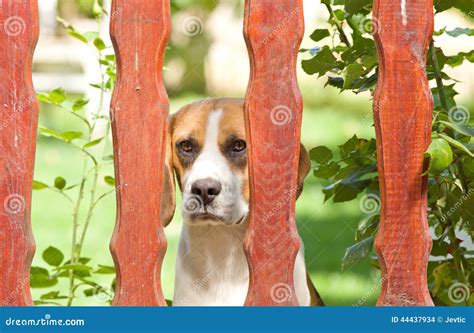 Dog Behind Fence Stock Photography 44437934